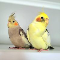 cockatiels_family