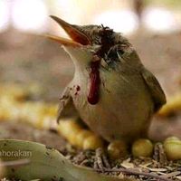 الصوت الأصلي