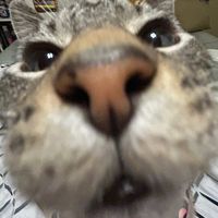 aliencatfreddie