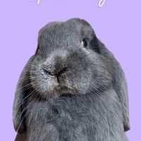 harryhappybunny