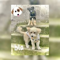 doglove816