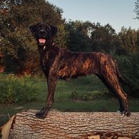 muttsraisedbyateen