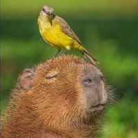 capibara.del.guet