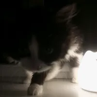 запегшысь к психоугу