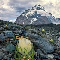 healingoutdoorsy