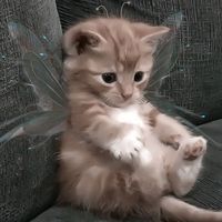 porady.edu
