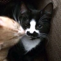 оригинальный звук