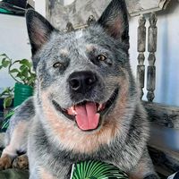 romeu.blueheeler