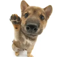 original sound - jorgito_swut