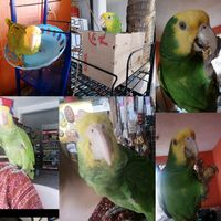 loritos_4