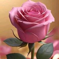 user499118759