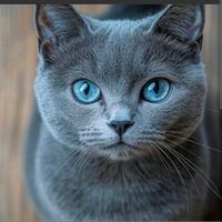 acostaivanj7