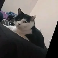 original sound - denkikaminari045