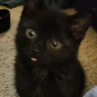 original sound - _ugot2bekittenme_