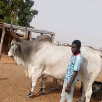 diop...eleveur