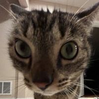 original sound - sillycattingtons