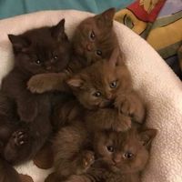 оригинальный звук