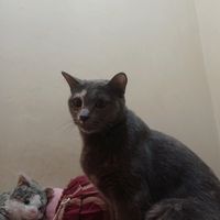 suara asli - Yani Nuryani