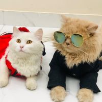 nenumeow