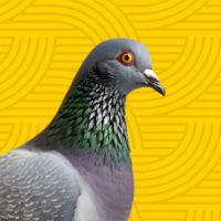 som original - jtzz 💫