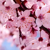 hello....flowers