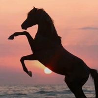 ..horses.editss