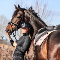 nordiekdressagehorses