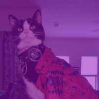 mollythepandacatofficial