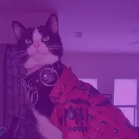 original sound - mollythepandacatofficial