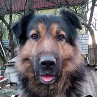 оригинальный звук