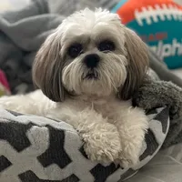 original sound - euro_theshihtzu