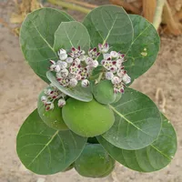 Vye Ginen an ki la