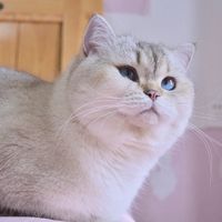 funny.pets6647