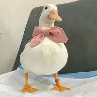 original sound - heartsforc0co