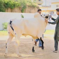 aya_morgah_ala