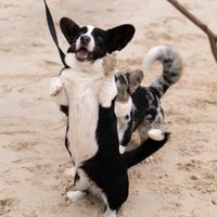 оригінальний звук