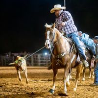 dirtcheapcattlecompany