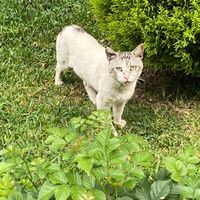 angelitos_buscanunhogar
