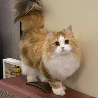 hi_herepet