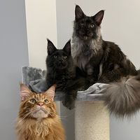 three_mainecoons