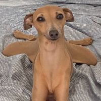 piuma_the_iggy