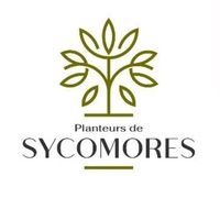 planteurs_de_sycomores