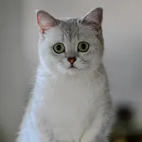 original sound - slight.peeeeet