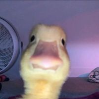 laznismjesakalokeeeeeeee