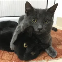 original sound - florica_si_obama