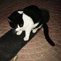 jezz_kitty20