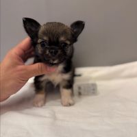 teacup_chihuahua_puppy