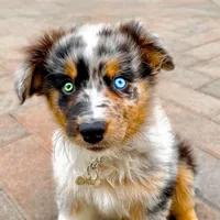 original sound - wigglebutt_koda