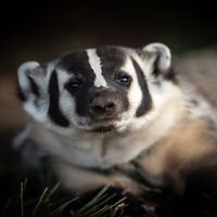 conorthebadger