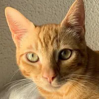 DALE CARIÑO AL GATITO MIRANDO EL VÍDEO ORIGINAL